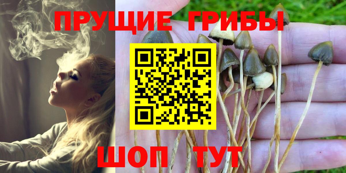 Дербент  Псилоцибиновые грибы прущие грибы  Вход с VPN 